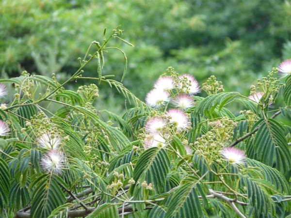 albizia