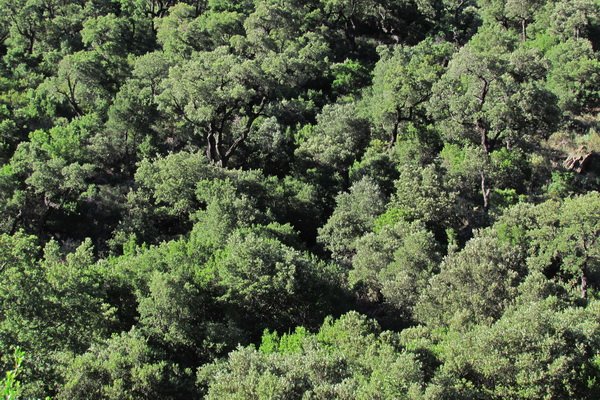 dans la forêt